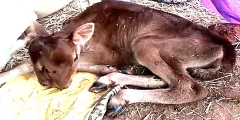 இரட்டை தலையுடன் பிறந்த கன்றுக்குட்டி: ஆச்சரியத்துடன் பார்த்துச் செல்லும் கிராம மக்கள்