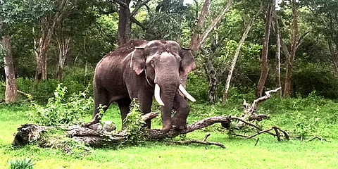 வனத்துறை முயற்சி தோல்வி: மீண்டும் வாழைத்தோட்டம் பகுதிக்கு வந்த காட்டு யானை 'ரிவால்டோ'