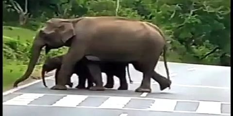 குட்டிகளுடன் ஹாயாக சாலையை கடந்து சென்ற காட்டு யானை கூட்டம்: வாகன ஓட்டிகள் அச்சம்