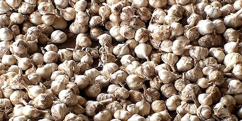 கோவை: பூண்டு வரத்து அதிகரிப்பால் விலை குறைவு; விவசாயிகள் ஏமாற்றம்