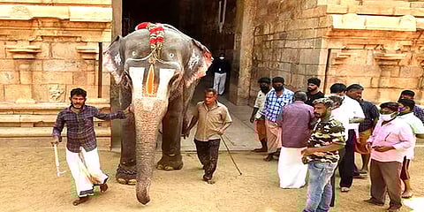 விழாக்காலங்களில் மட்டும் கோயிலில் யானை; மற்ற நாட்களில் இயற்கையான பகுதி : நீதிமன்றம் யோசனை