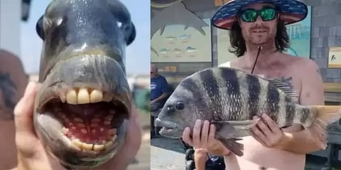 அமெரிக்கா: மனிதனை போல பற்களை கொண்ட 'ஷீப்ஷெட்' மீன் - வைரல் ஆகும் போட்டோ