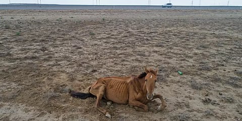 கஜகஸ்தானில் கடும் வறட்சி: தண்ணீர், உணவின்றி விலங்கினங்கள் செத்து மடியும் அவல நிலை