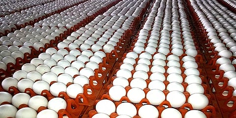 நாமக்கல்: முட்டை கொள்முதல் விலை 20 காசுகள் சரிவு - தேக்கத்தால் மேலும் விலை குறைய வாய்ப்பு