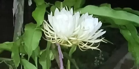 கிருஷ்ணகிரி: போச்சம்பள்ளியில் பூத்துக் குலுங்கிய பிரம்ம கமலம் பூக்கள்