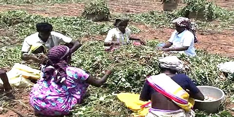 தேனி: அதிக விளைச்சலோடு நல்ல விலை கிடைப்பதால் நிலக்கடலை விவசாயிகள் மகிழ்ச்சி