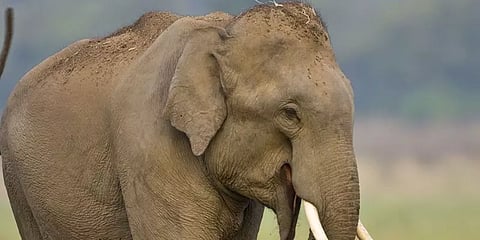 கானகத்தை காவல்காக்கும் பேருயிர்கள் - இன்று சர்வதேச யானைகள் தினம்