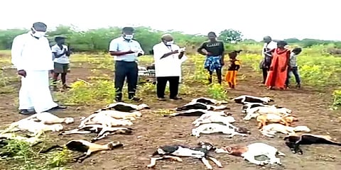 மதுரையில் கனமழை: மின்னல் தாக்கி 21 ஆடுகள் பரிதாபமாக உயிரிழப்பு