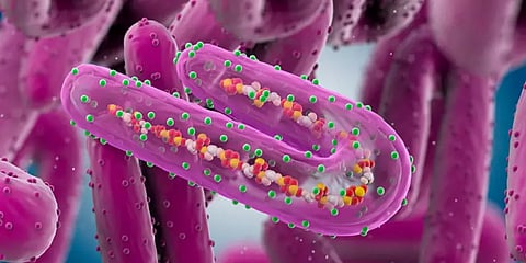 88% இறப்பு சதவிகிதம் கொண்ட 'மார்பர்க்' வைரஸுக்கு தடுப்பூசி கண்டறியும் பணிகள் தீவிரம்: WHO