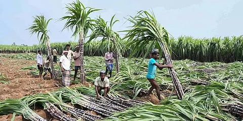 வேளாண் பட்ஜெட்: ஒரு டன் கரும்பு கொள்முதல் விலை ரூ. 2,750-ல் இருந்து ரூ.2,900 ஆக அதிகரிப்பு