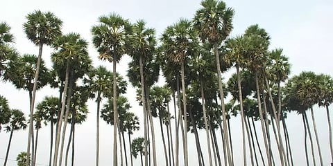 வேளாண் பட்ஜெட்: பனை மரத்தை வெட்ட மாவட்ட ஆட்சியரின் அனுமதி கட்டாயம்