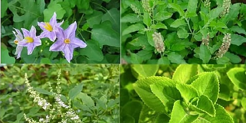 வேளாண் பட்ஜெட் 2021-22: ரூ.2.18 கோடி செலவில் மூலிகை செடிகளை பெருக்க நடவடிக்கை