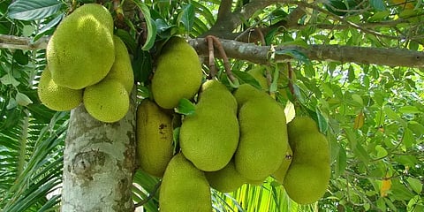 வேளாண் பட்ஜெட்: பண்ருட்டியில் பலாப்பழ சிறப்பு மையம்; வடலூரில் அரசு தோட்டக்கலை பூங்கா