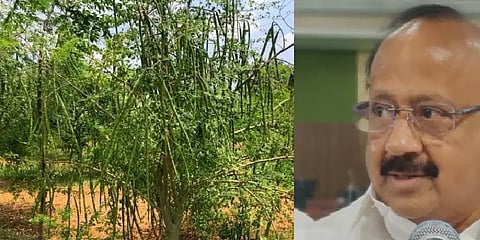 வேளாண் பட்ஜெட்: முருங்கைக்கான ஏற்றுமதி மண்டலமான அரியலூர் மாவட்டம் - விவசாயிகள் மகிழ்ச்சி