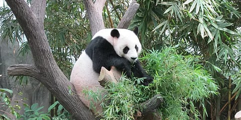 சிங்கப்பூரில் முதன் முதலாக பிறந்த பாண்டா குட்டி