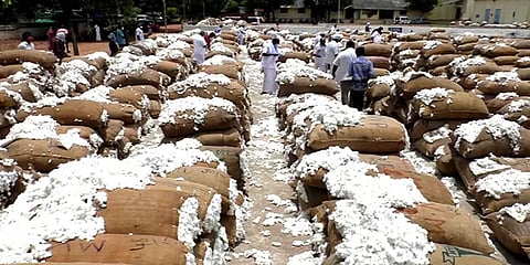 வரத்து குறைவாக இருந்தும் உச்சத்தை தொட்ட பருத்தி விலை: நாமக்கல் விவசாயிகள் மகிழ்ச்சி