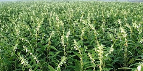 நெல், தட்டைபயறு நீங்கலாக காரிப் பயிர்களுக்கு ஆகஸ்ட் 31 வரை காப்பீடு செய்யலாம்: அரசு