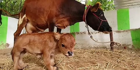 கடலூர்: தாயிடம் பால் பெறமுடியாமல் அவதியுறும் அரையடி கன்றுக்குட்டி