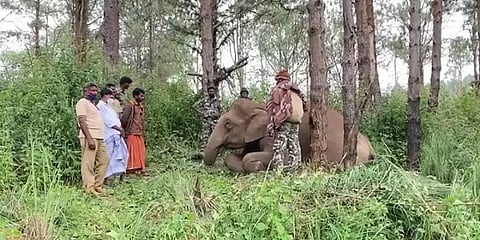 இடுக்கி: தாய் யானையை புதைத்த இடத்துக்கு தினமும் வந்து வருந்தும் 2 வயது யானைக் குட்டி