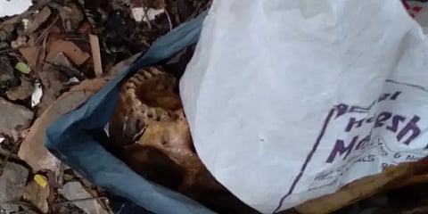 அடையாறு: குப்பைத் தொட்டி அருகே கிடந்த மண்டை ஓடு, கை கால் எலும்புக் கூடுகள்; போலீஸ் விசாரணை