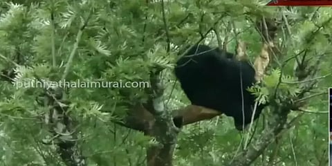 வால்பாறை: மரத்தில் சிக்கிய கரடி மயக்க மருந்து செலுத்தி பிடிக்கப்பட்டது