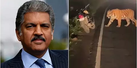 ஆளில்லா சாலையில் நடந்துச் சென்ற புலிகள் - ஆனந்த் மஹிந்திரா பகிர்ந்த வீடியோ