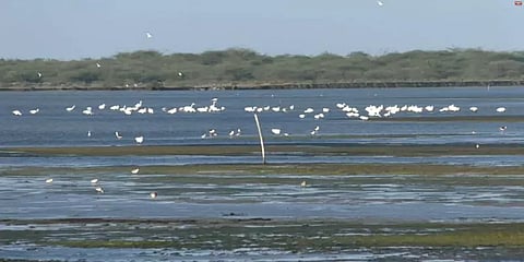 மூக்கு உள்ளான் முதல் கடல்ஆலா வரை.. கோடியக்கரை சரணாலயத்தில் குவியும் வெளிநாட்டு பறவைகள்