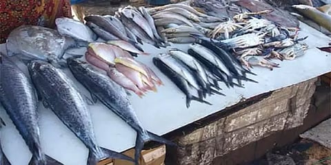 மீன்களில் ஃபார்மலின்... ஆபத்தான ரசாயனக் கலப்பை எளிதில் கண்டறிவது எப்படி? - A to Z கைடன்ஸ்