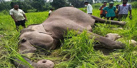 யானைகளின் உயிரை காவு வாங்கும் மின்வேலிகள்: உயிரிழந்த யானைகளின் எண்ணிக்கை எவ்வளவு?