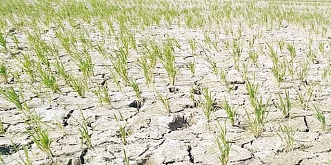 தண்ணீர் தராமல் கைவிரித்த கர்நாடகம் - காய்ந்து தவிக்கும் டெல்டா.. விரக்தியில் விவசாயிகள்