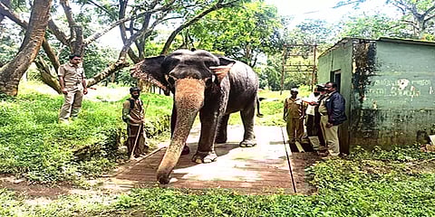 நீலகிரி: முதுமலை, தெப்பக்காடு முகாமில் வளர்ப்பு யானைகளுக்கு உடல் எடை பரிசோதனை