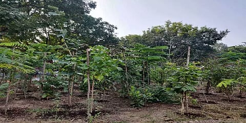 மியாவாகி காடுகள் வரமா? சாபமா? - என்ன சொல்கிறார்கள் சூழலியல் ஆர்வலர்கள்?