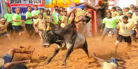 ஜல்லிக்கட்டில் நாட்டுமாடுகளுக்கு மட்டுமே அனுமதி: நீதிமன்ற தீர்ப்புக்கு குவியும் வரவேற்பு