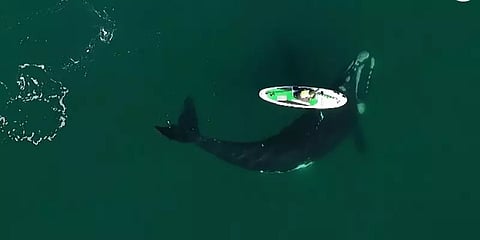 துடுப்பு பலகைக்கு மிக அருகில் வந்த திமிங்கலம்: ட்ரோன் கேமராவில் பதிவான திகிலூட்டும் காட்சி