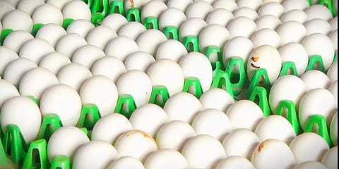 முட்டை விலை 10 காசுகள் உயர்வு: 4 ரூபாய் 30 காசாக நிர்ணயம்