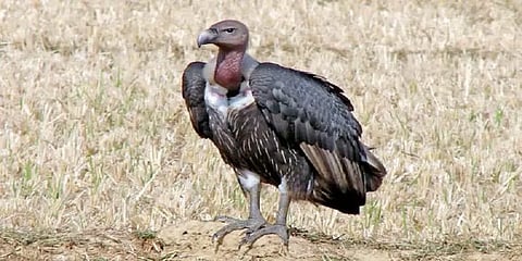 இமயமலையில் வாழும் பிணந்தின்னி கழுகுகள் முதுமலையில் கண்டறியப்பட்டுள்ளது: ஆய்வாளர்கள் தகவல்