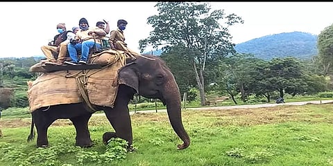 முதுமலையில் முன்கூட்டியே துவங்கிய யானை சவாரி: மகிழ்ச்சியில் சுற்றுலா பயணிகள்