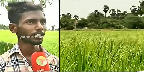 பாசுமதி நெல்லை பயிரிட்டு அறுவடைக்காக காத்திருக்கும் இளம் தலைமுறை விவசாயி