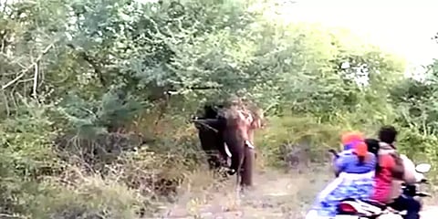 ஓசூர்: சாலையோரம் நின்ற ஒற்றை காட்டுயானை: ஆபத்தை உணராமல் செல்ஃபி எடுத்த மக்கள்