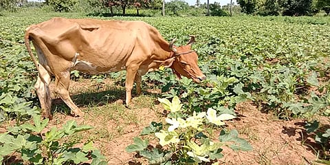 கடலூர்: கால்நடைகளுக்கு தீவனமாகும் வெண்டைக்காய் செடி - விலை வீழ்ச்சியால் நேர்ந்த அவலம்