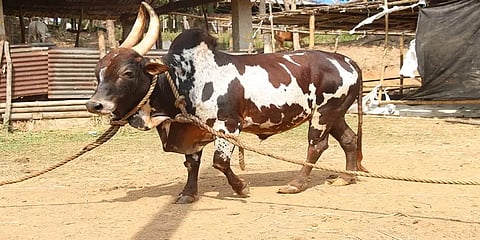 ஆலம்பாடி முதல் பர்கூர் மாடுகள் வரை : நம்ம ஊர் நாட்டு மாடுகளின் தனித்தன்மை!