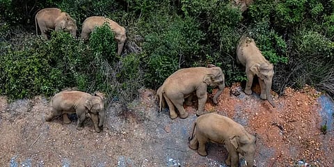 சீனா: சுற்றித்திரிந்த காட்டு யானைகள் வசிப்பிடத்துக்கே திரும்பின