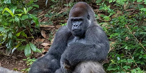 ஜார்ஜியா: அட்லாண்டா உயிரியல் பூங்காவில் 13 கொரில்லாக்களுக்கு கொரோனா