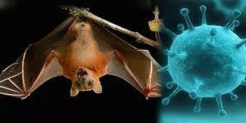 எல்லையில் முகாமிட்டுள்ள ஆயிரக்கணக்கான வெளவால்கள்: அச்சத்தில் தமிழக கிராம மக்கள்