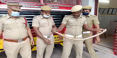 சென்னை: தீயணைப்புத் துறையினரால் மீட்கப்பட்ட 3அடி நீள அரியவகை மண்ணுளி பாம்பு