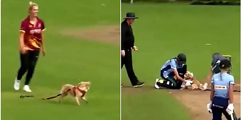 மைதானத்துக்குள் நுழைந்து கிரிக்கெட் பந்தை கவ்விச் சென்ற நாய்