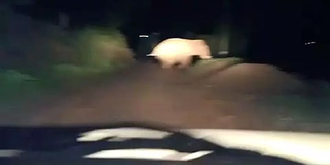 சைரன் ஒலியுடன் துரத்திய வாகனத்தை ஆக்ரோஷத்தோடு திரும்பி துரத்திய காட்டுயானை