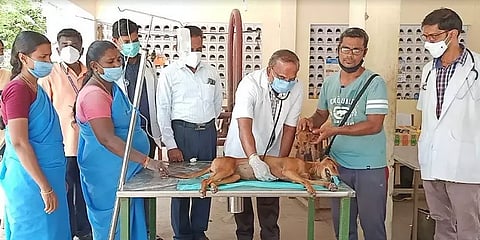 ஆசிட் வீச்சு, விஷ உணவு என தொடர் இன்னலுக்கு உள்ளாகும் மதுரை தெருவோர கால்நடைகள்