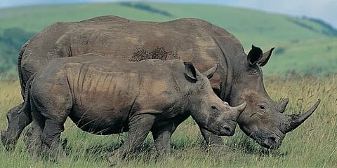 தனியாரால் பராமரிக்கப்படும் 1,985 காண்டாமிருகங்கள்: கொம்புகளை அறுத்து சேமித்து வைப்பு