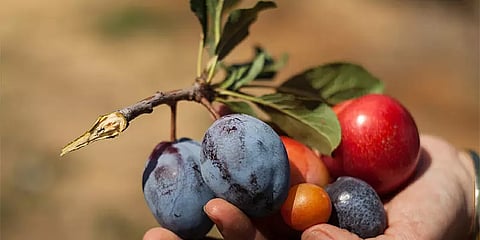 பருவநிலை மாற்றத்தால் தன்மை மாறும் பழங்கள், காய்கறிகள் - எச்சரிக்கையூட்டும் ஆய்வுகள்